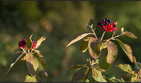 Wolliger Schneeball (Viburnum lantana)