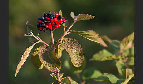 Wolliger Schneeball (Viburnum lantana)