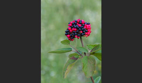 Wolliger Schneeball (Viburnum lantana)