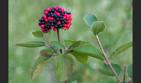 Wolliger Schneeball (Viburnum lantana)