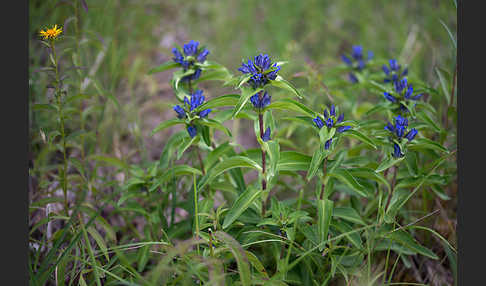 Kreuz-Enzian (Gentiana cruciata)