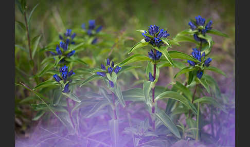 Kreuz-Enzian (Gentiana cruciata)