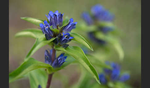 Kreuz-Enzian (Gentiana cruciata)