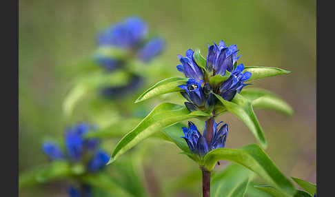 Kreuz-Enzian (Gentiana cruciata)