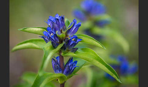 Kreuz-Enzian (Gentiana cruciata)