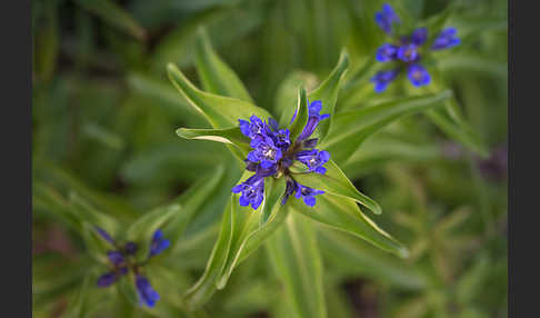 Kreuz-Enzian (Gentiana cruciata)