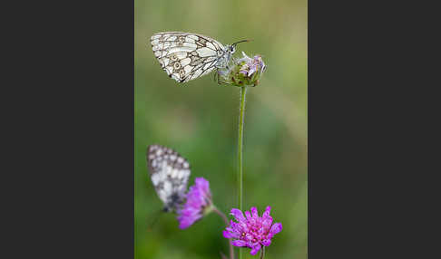 Schachbrett (Melanargia galathea)