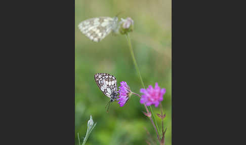 Schachbrett (Melanargia galathea)