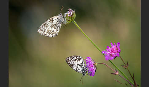 Schachbrett (Melanargia galathea)