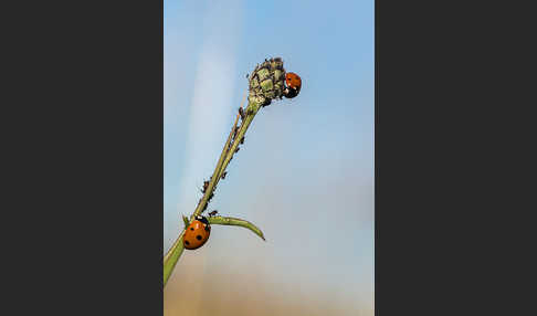 Siebenpunkt-Marienkäfer (Coccinella septempunctata)