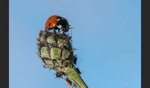 Siebenpunkt-Marienkäfer (Coccinella septempunctata)