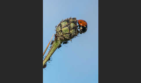 Siebenpunkt-Marienkäfer (Coccinella septempunctata)