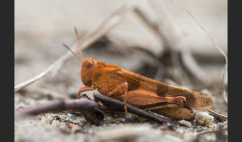 Blauflügelige Oedlandschrecke (Oedipoda caerulescens)