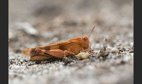 Blauflügelige Oedlandschrecke (Oedipoda caerulescens)