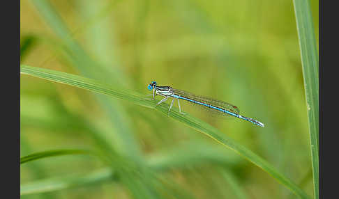 Federlibelle (Platycnemis pennipes)