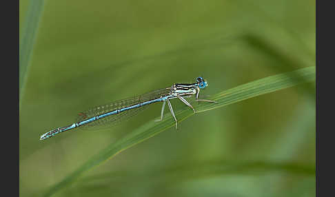 Federlibelle (Platycnemis pennipes)