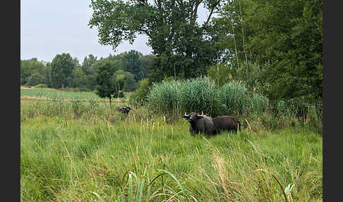 Wasserbüffel (Bubalus arnee)