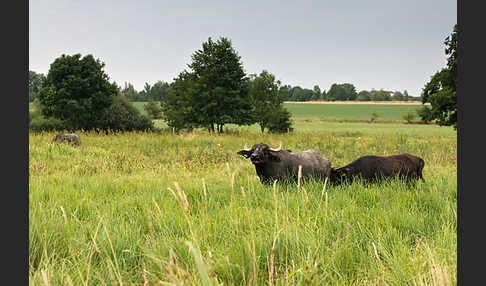 Wasserbüffel (Bubalus arnee)