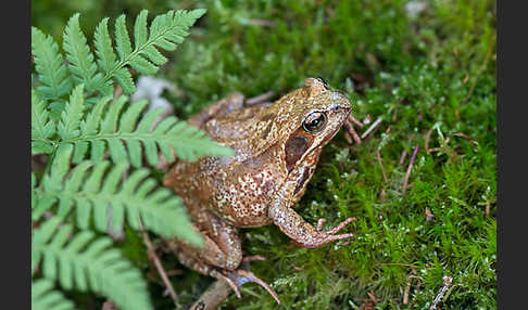 Grasfrosch (Rana temporaria)