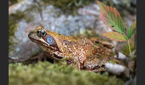 Grasfrosch (Rana temporaria)