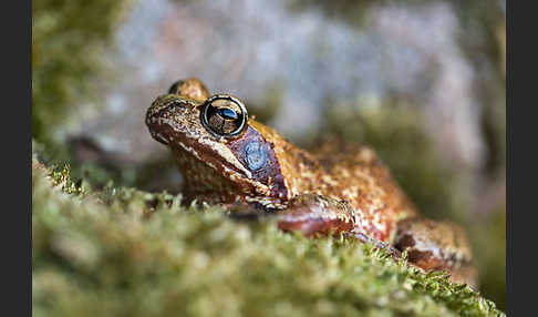 Grasfrosch (Rana temporaria)