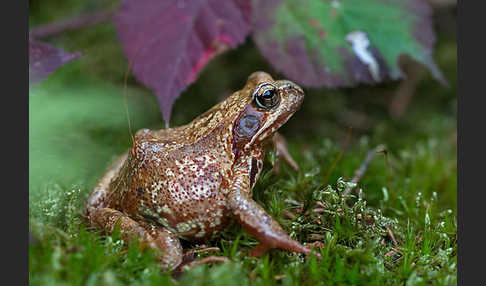 Grasfrosch (Rana temporaria)