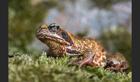 Grasfrosch (Rana temporaria)