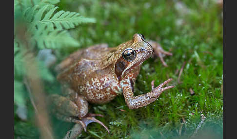 Grasfrosch (Rana temporaria)