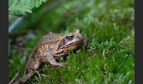 Grasfrosch (Rana temporaria)