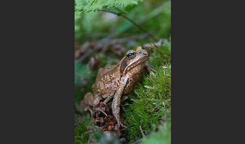 Grasfrosch (Rana temporaria)