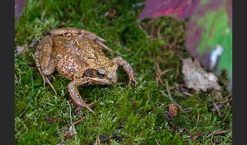 Grasfrosch (Rana temporaria)