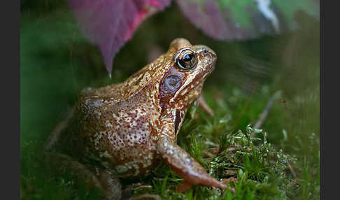 Grasfrosch (Rana temporaria)