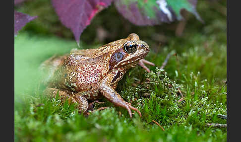 Grasfrosch (Rana temporaria)