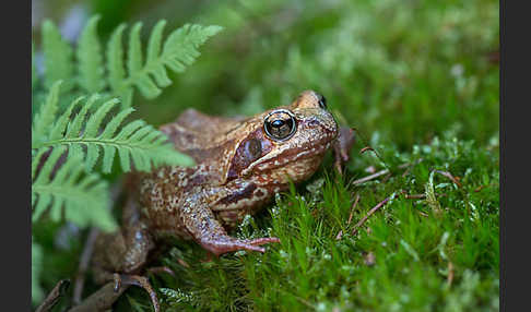 Grasfrosch (Rana temporaria)