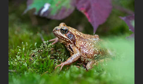 Grasfrosch (Rana temporaria)