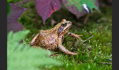 Grasfrosch (Rana temporaria)