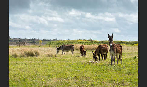 Hausesel (Equus asinus)