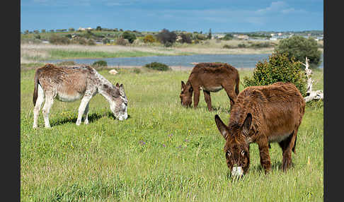 Hausesel (Equus asinus)