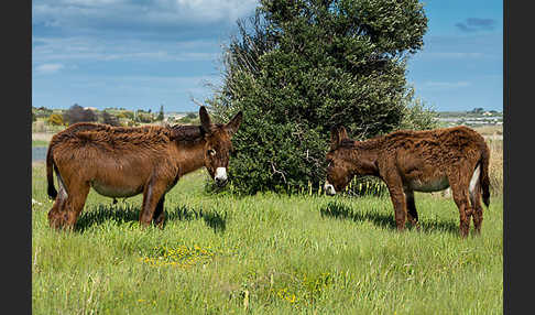 Hausesel (Equus asinus)