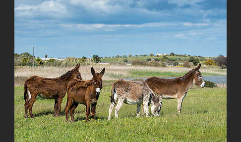 Hausesel (Equus asinus)