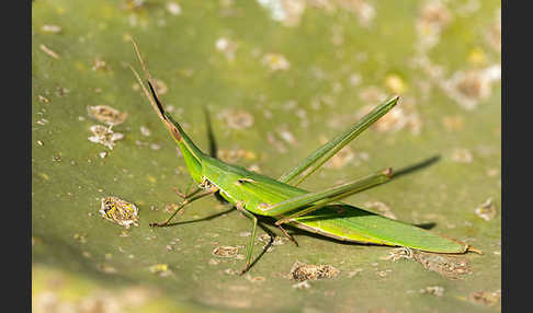 Gewöhnliche Nasenschrecke (Acrida ungarica)