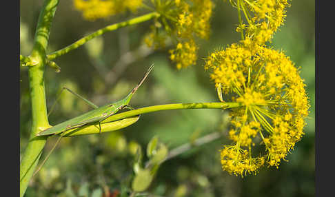 Gewöhnliche Nasenschrecke (Acrida ungarica)