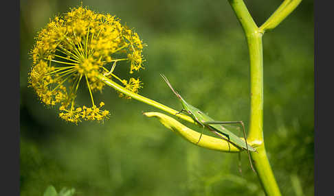 Gewöhnliche Nasenschrecke (Acrida ungarica)