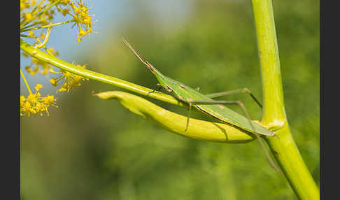 Gewöhnliche Nasenschrecke (Acrida ungarica)