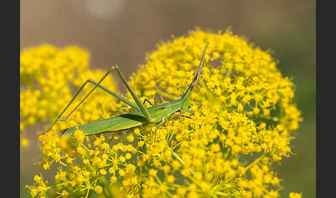 Gewöhnliche Nasenschrecke (Acrida ungarica)