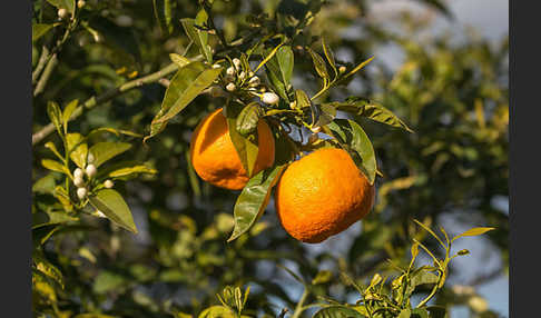 Orange (Citrus × sinensis)