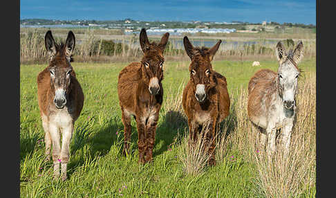 Hausesel (Equus asinus)