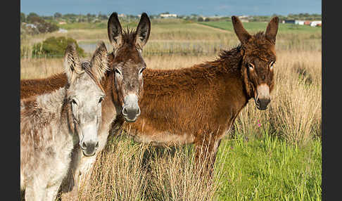 Hausesel (Equus asinus)