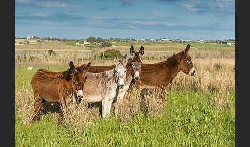 Hausesel (Equus asinus)