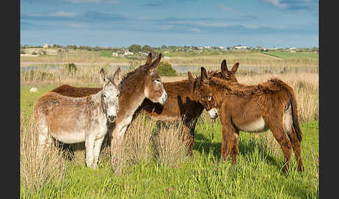 Hausesel (Equus asinus)